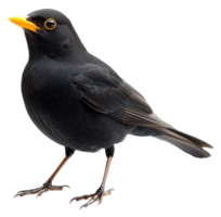 A blackbird standing on the ground in a natural setting during daylight, cut out - stock . png