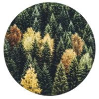 Autumn forest with vibrant foliage in daylight png