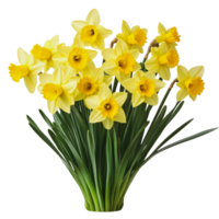 Daffodil bouquet in a simple vase showcasing bright yellow blooms with vibrant green leaves png