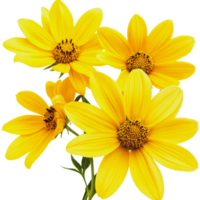 Yellow flowers in full bloom with vibrant petals and prominent centers against a white background png