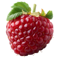 raspberry with leaves . raspberry . red raspberry fruit isolated. autumn fall harvest of raspberries . organic raspberries png