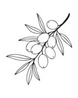 Sea buckthorn branch with ripe fruits berries isolated on white background. Contour outline drawing. vector