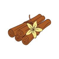 Cinnamon sticks and vanilla flower, doodle color drawing on white background vector