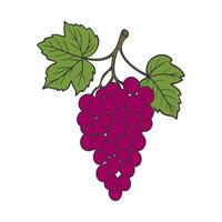 Grapevine bunch with burgundy berries and leaves on white background. vector