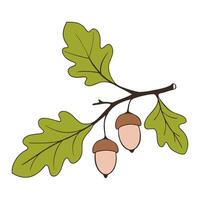Oak branch with leaves and acorns, hand drawing. Isolated on white background. vector