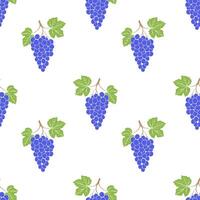 Grape bunch seamless pattern on white background, blue grape berries and leaves. vector