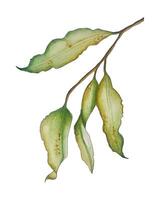 Botanical watercolor sketch of autumn leaves on slender branch, isolated on white background. vector