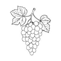 Grapevine, bunch of grapes with leaves, wine label, badge, logo. Contour drawing isolated on a white background. vector