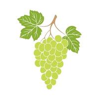 Grapes bunch with green berries and leaves on white background. No contour. vector