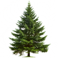 isolated spruce tree on transparent background png