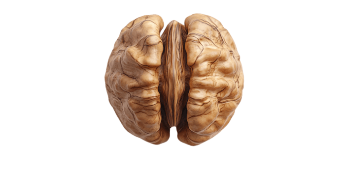 Walnut Shell with a Transparent Background, Offering a Detailed View of its Complex Texture and Intricate Patterns. png