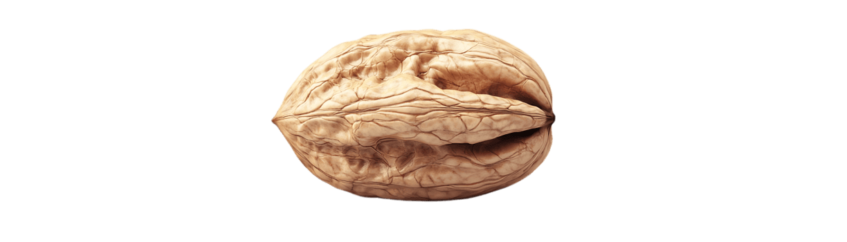A Single Walnut Shell Isolated on a Transparent Background, Featuring Intricate Lines and Patterns png