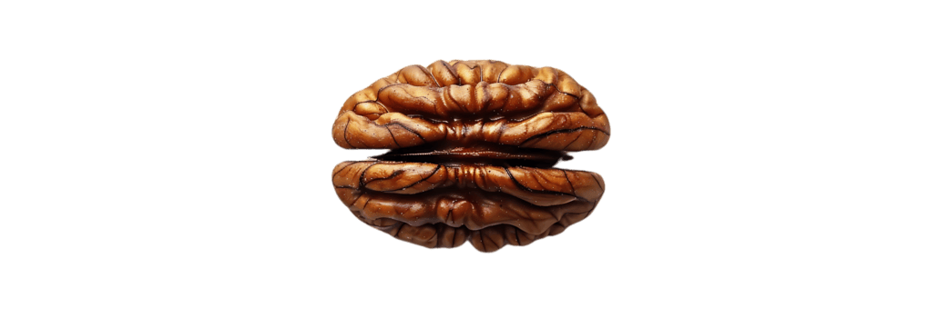 A Single Walnut Shell with a Transparent Background, Displaying Intricate Details of Its Texture and Form png