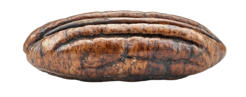 Pecan Nut Shell Isolated on a Transparent Background, Close-Up View of a Single Pecan Nut in its Shell, Isolated Pecan Nut with a Black Background, Pecan Shell Texture and Detail, High-Resolution Pecan Image, Detailed Macro Photo of a Pecan Nut, Single Pe png