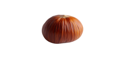 A Single Hazelnut with a Transparent Background png