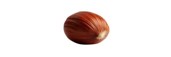 A Single Hazelnut with a Transparent Background png