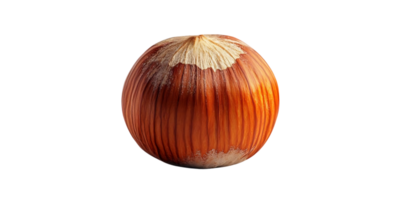 Single Hazelnut with a Transparent Background A Perfect Nut in Isolation png