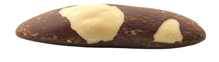 A Single Brazil Nut with a Transparent Background - Discover the Deliciousness, Nutritional Value and Origin of Brazil Nuts with this Stunning Image. png