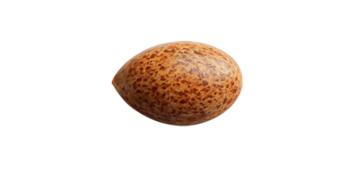 Close-up of a Single Brown Seed with a Transparent Background png