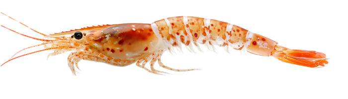 Shrimp with Transparent Background, a Close-Up View of the Crustacean's Body and Details png
