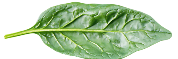 Fresh Green Spinach Leaf Isolated on Transparent Background - Perfect for Design and Mockups png