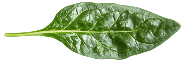 A Single Spinach Leaf Isolated on a Transparent Background, Demonstrating its Vibrant Green Hue and Intricate Veining, Perfect for Culinary or Botanical Design Projects. png