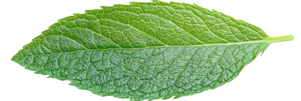 A Single Green Leaf with Transparent Background, Isolated on Black,  Veins and Texture Clearly Visible png