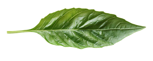 Single Green Leaf Isolated on a Transparent Background, Perfect for Design Projects png
