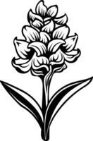 A simple yet elegant black and white line drawing of a hyacinth flower vector