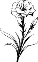 Elegant line art illustration of a single carnation flower with a bud vector