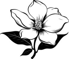 Elegant black and white illustration of a single dogwood flower in bloom vector