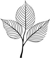 Simple, elegant line art illustration of three leaves on a branch vector