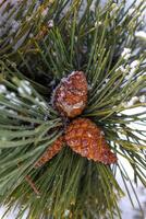 Pine cone on a branch covered with snow photo