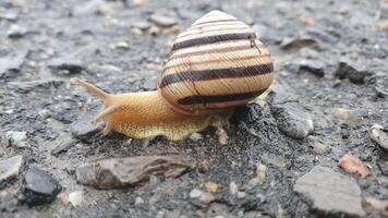 Big brown snail slug crawling on the ground. Helix pomatia garden snail with striped shell in close up view. Garden pest, edible snail. photo