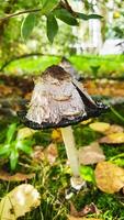 Mushroom Coprinus comatus in green grass. Shaggy mane growing in forest. Autumn season. Choice edible young mushroom. Close-up. Mushroom picking concept. photo