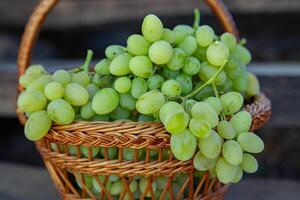 Bunch of white grapes in a basket on a wooden background. photo