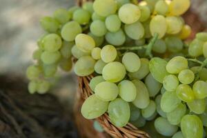 Bunch of white grapes in a basket on a wooden background. photo