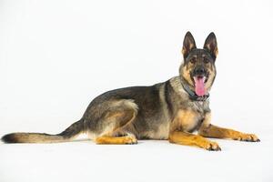 German shepherd dog on a white background, close-up portrait. photo