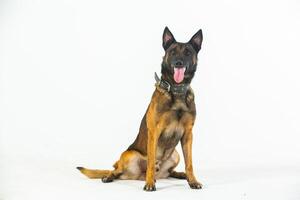 German shepherd dog on a white background, close-up portrait. photo