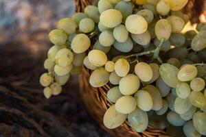 Bunch of white grapes in a basket on a wooden background. photo