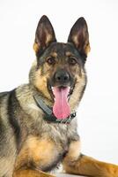 German shepherd dog on a white background, close-up portrait. photo