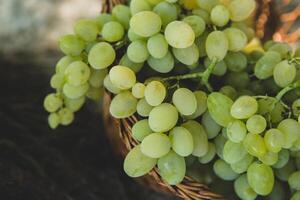 Bunch of white grapes in a basket on a wooden background. photo