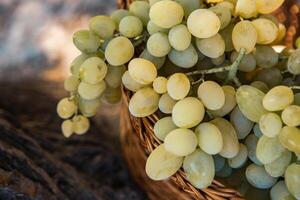 Bunch of white grapes in a basket on a wooden background. photo