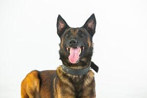 German shepherd dog on a white background, close-up portrait. photo