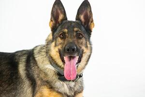 German shepherd dog on a white background, close-up portrait. photo