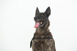 German shepherd dog on a white background, close-up portrait. photo