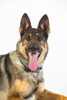 German shepherd dog on a white background, close-up portrait. photo