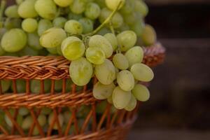 Bunch of white grapes in a basket on a wooden background. photo