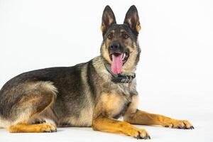 German shepherd dog on a white background, close-up portrait. photo