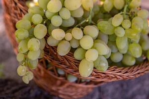 Bunch of white grapes in a basket on a wooden background. photo